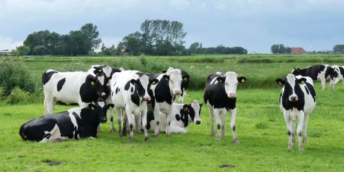 Fami-QS Certification for Feed