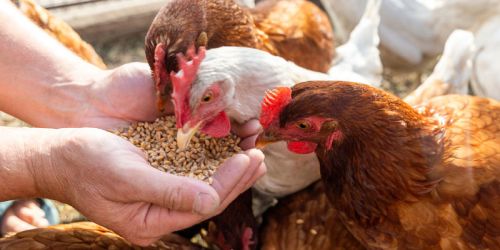 Fami-QS Certification for Feed