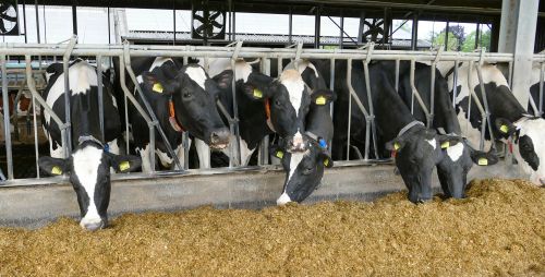 Fami-QS Certification for Feed