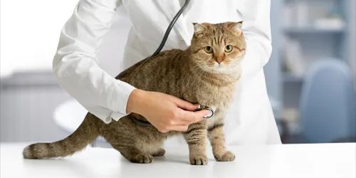 GVP Good Veterinary Practices Certification