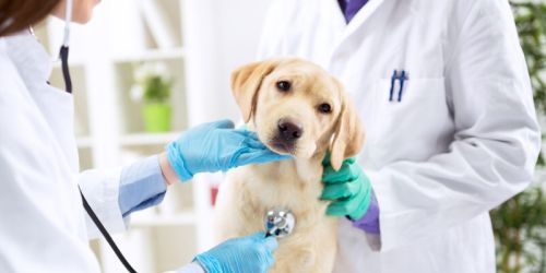 GVP Good Veterinary Practices Certification